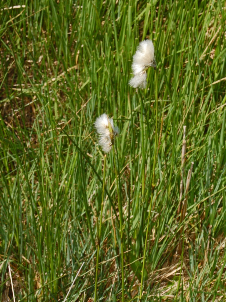 Dei ciuffetti senza nome - Eriophorum sp.